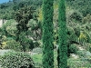 Cupressus Sempervirens Stricta